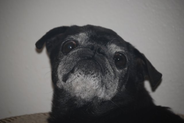 Archie